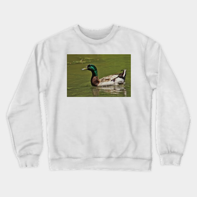 Colorful Mallard Drake Swimming Crewneck Sweatshirt by ROBERTDBROZEK